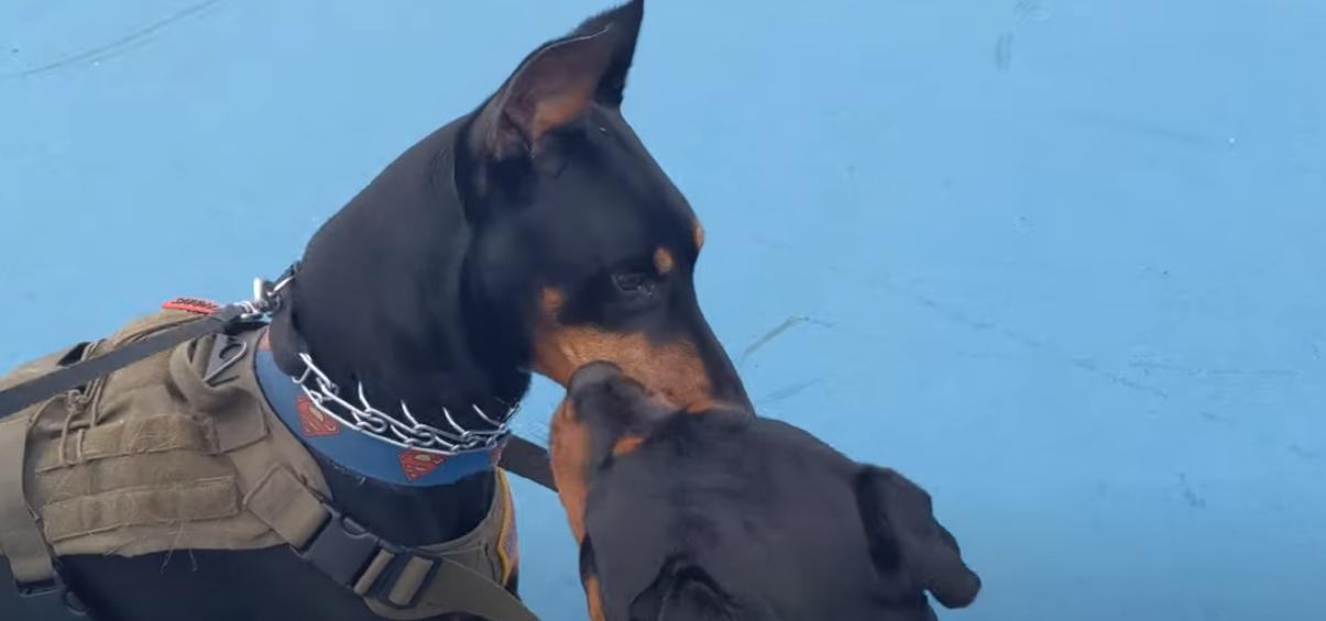 

rottweilers and dobermans