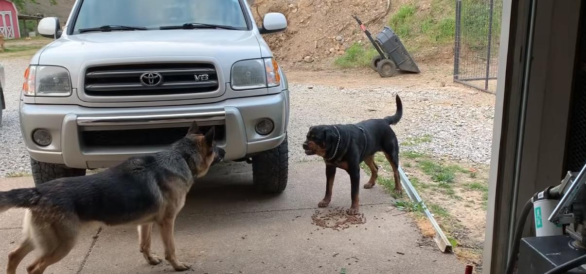  speed of german shepherd vs. rottweiler