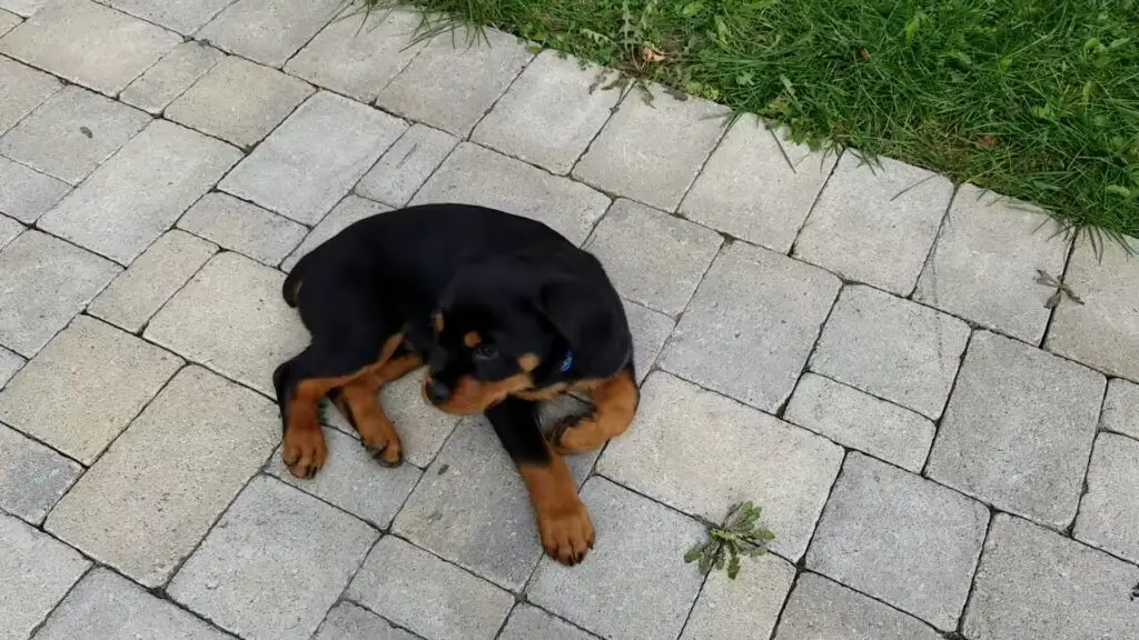 Rottweiler puppy