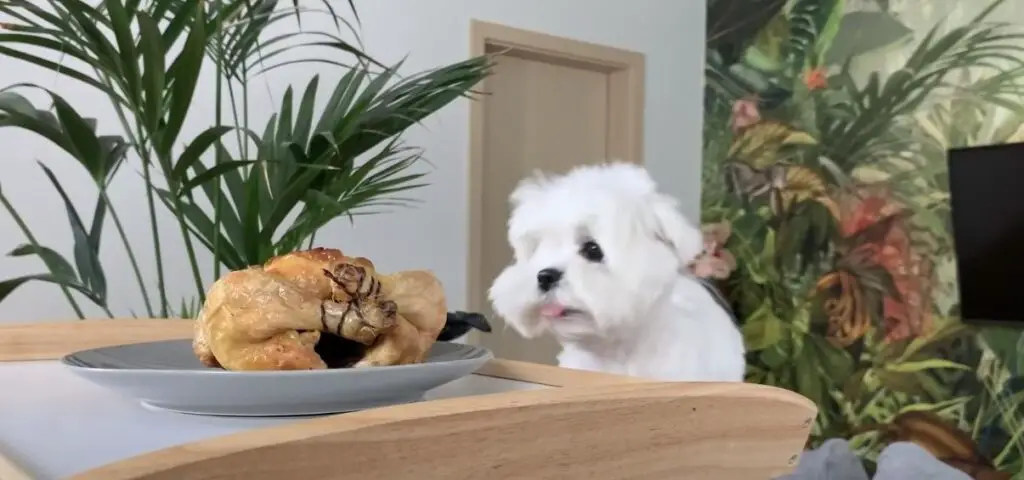 Maltese Eat Chicken