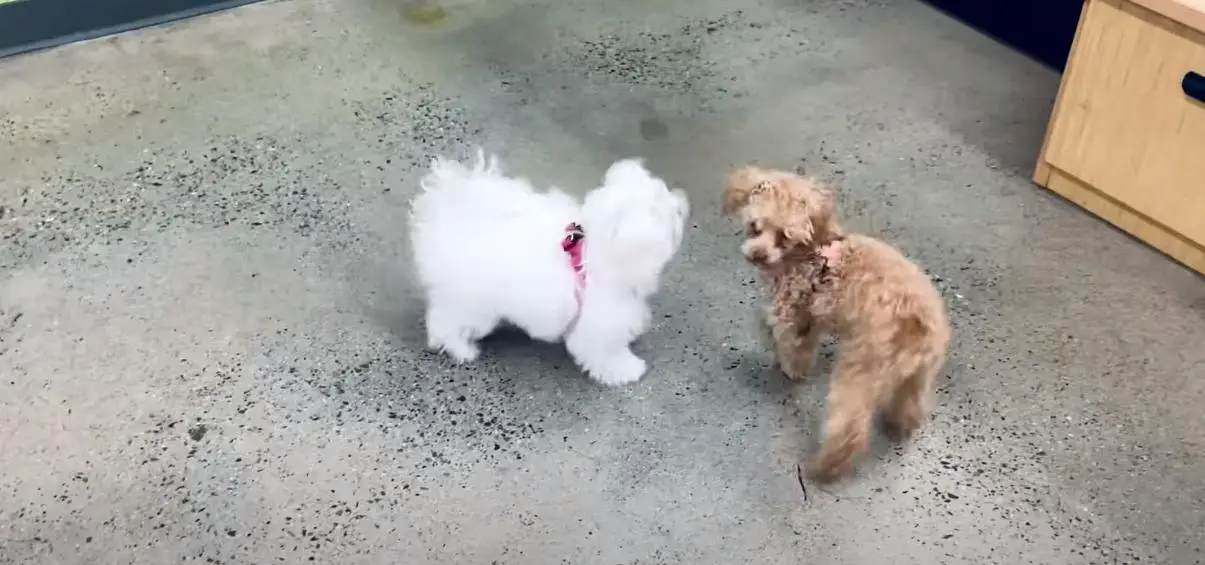 

Do Maltese and Poodles Get Along?