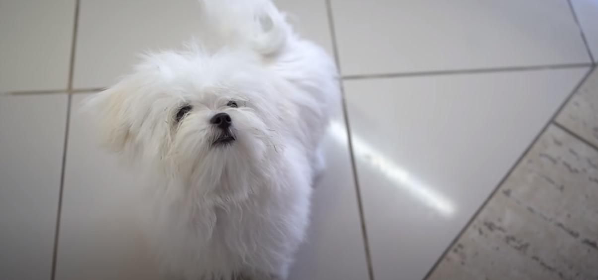  Maltese