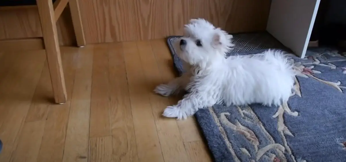  Maltese Shih Tzu mix