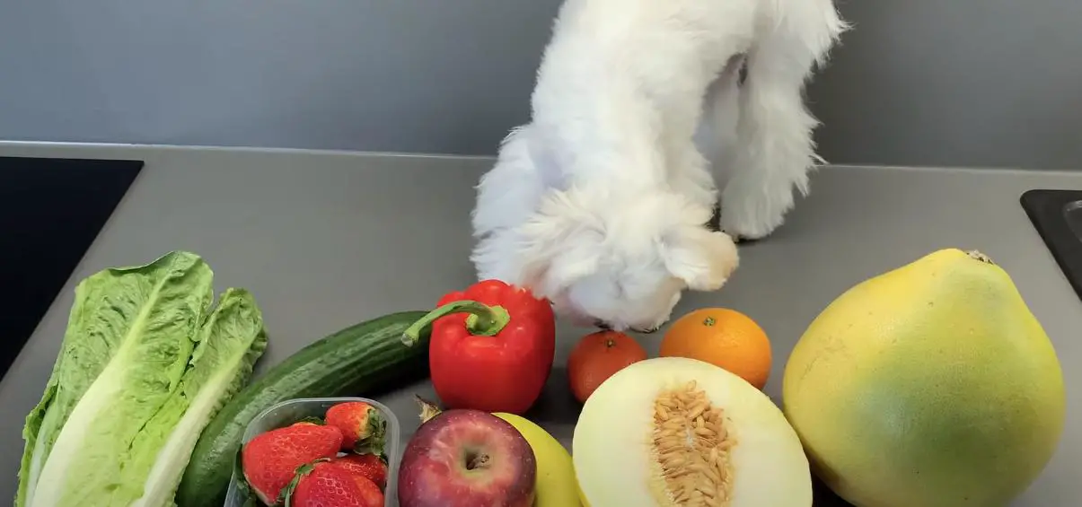 

Maltese dogs and oranges