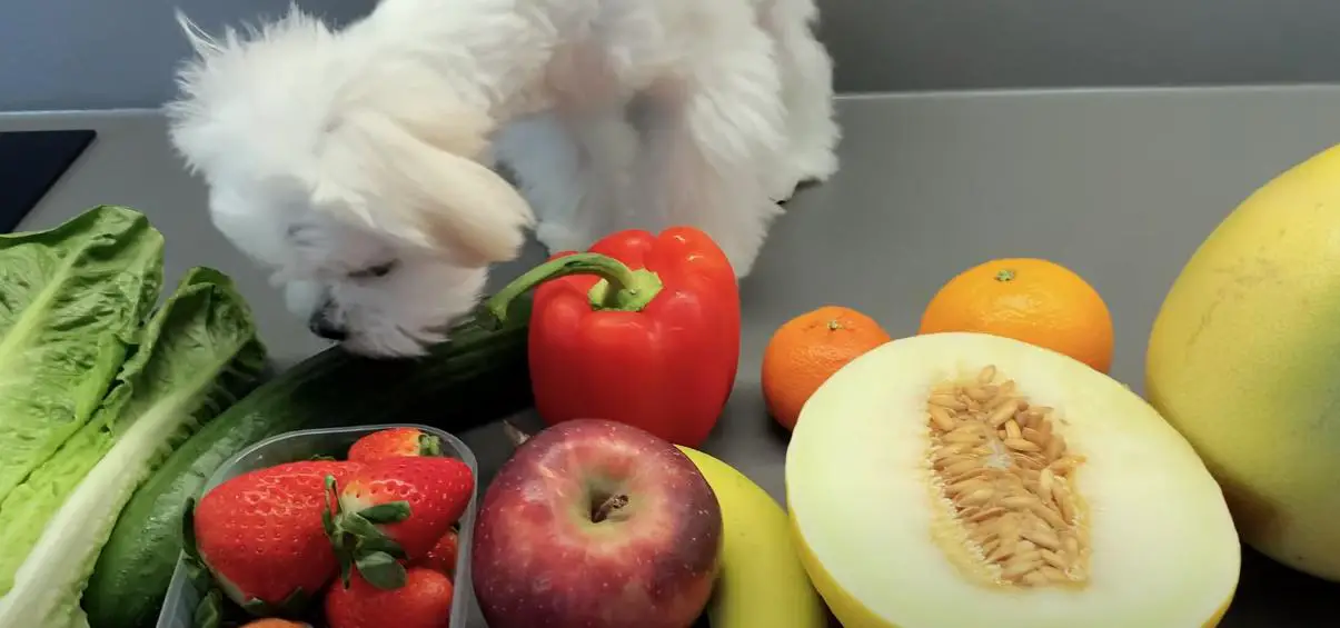 

Maltese dogs and strawberries