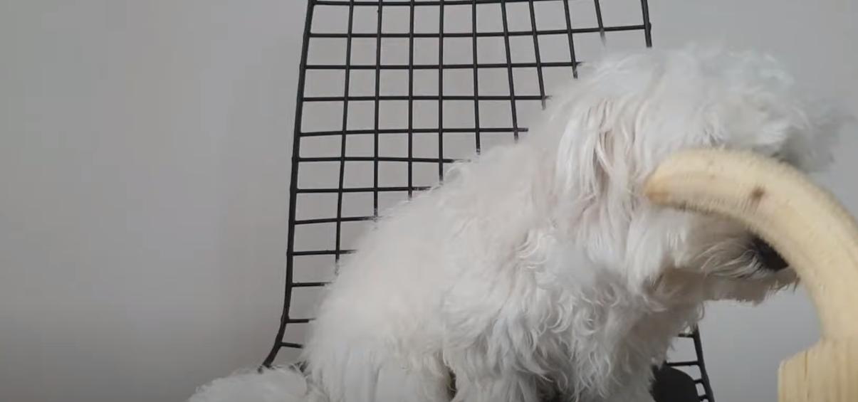 Can Maltese Eat Bananas? [Feeding Guide] AtractivoPets