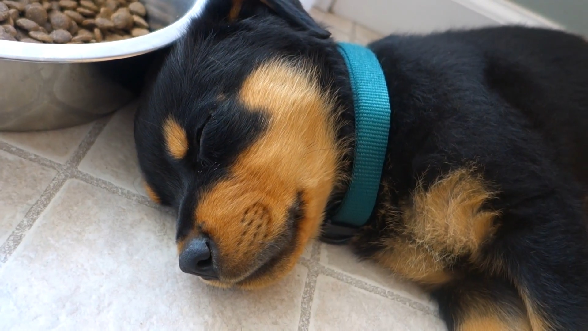 Do Rottweiler Puppies Sleep A Lot? (Explained) AtractivoPets