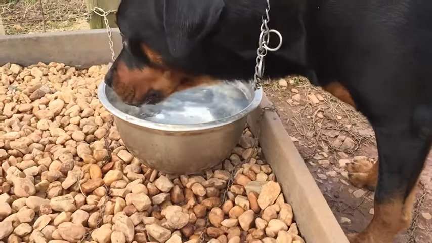 rottweiler drinking water