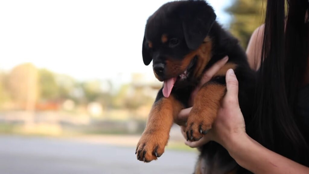 Rottweilers Like To Cuddle