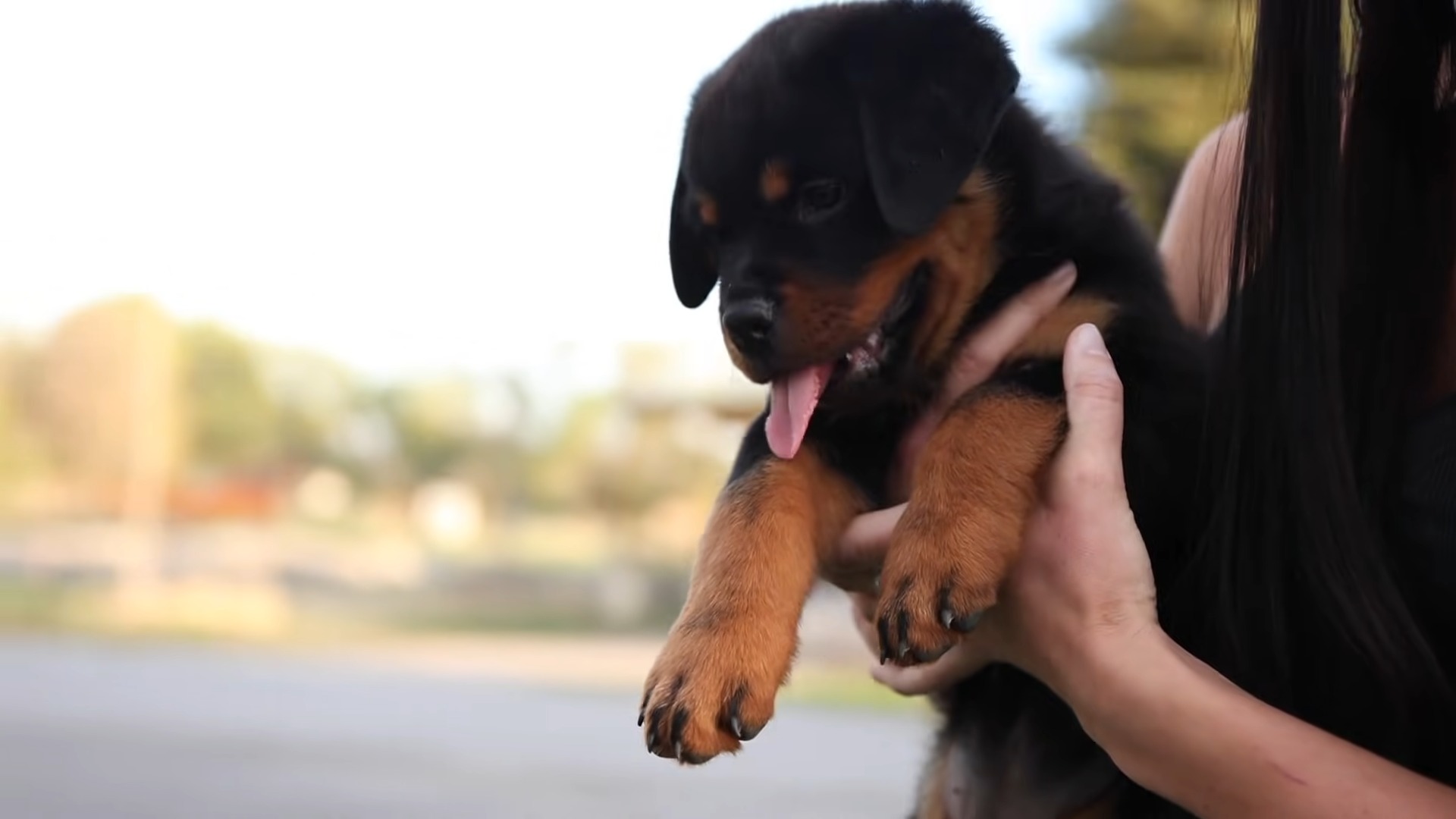 Do Rottweilers Like To Cuddle? (Answered) - AtractivoPets