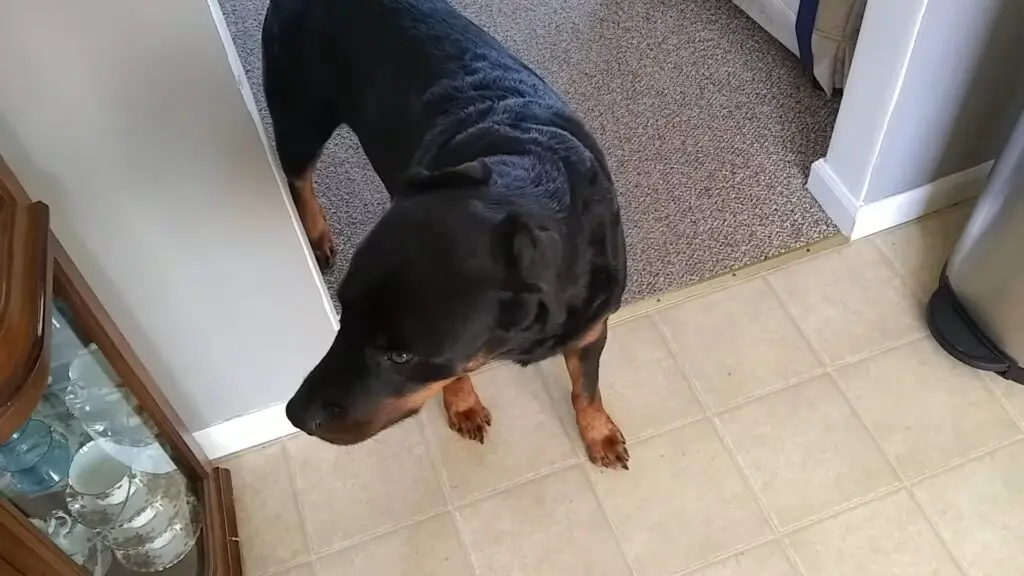 rottweiler crying