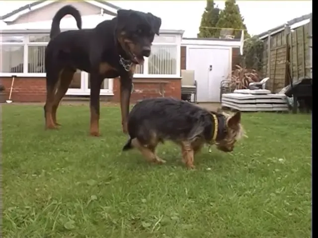 Rottweilers And Yorkies