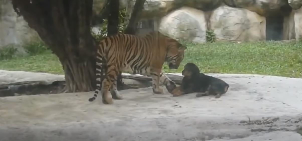  can a rottweiler kill a lion?