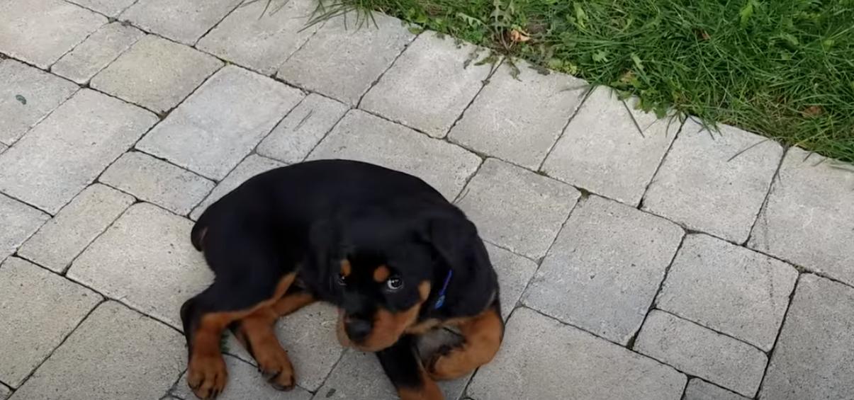 Rottweiler in the yard