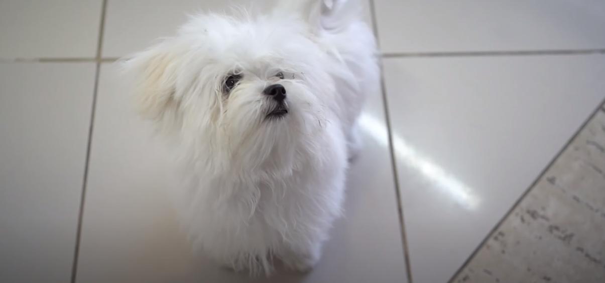  maltese

maltese