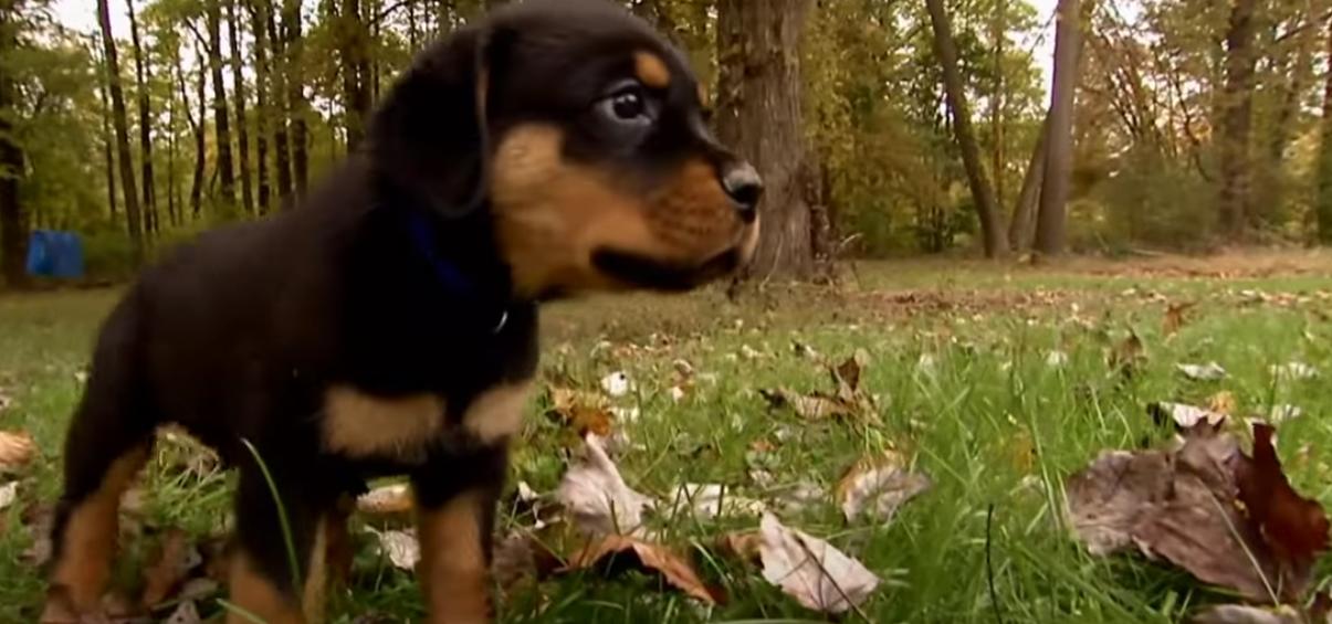  rottweiler dogs