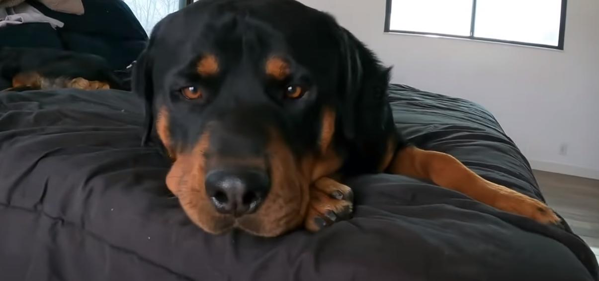  rottweilers