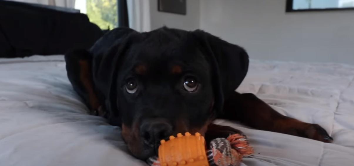  rottweilers