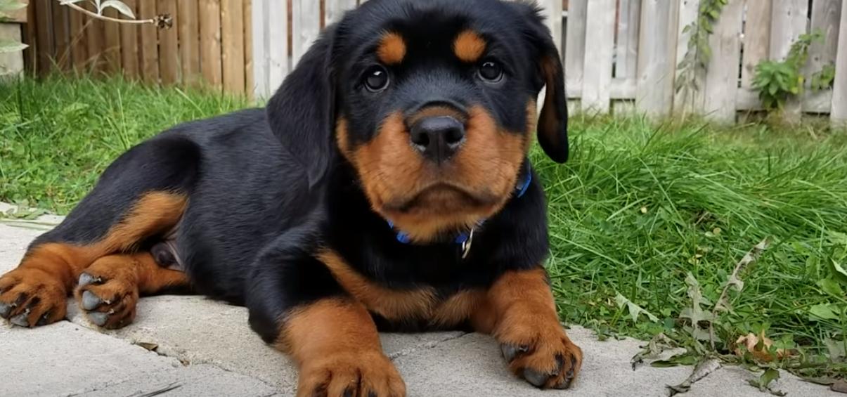  rottweilers