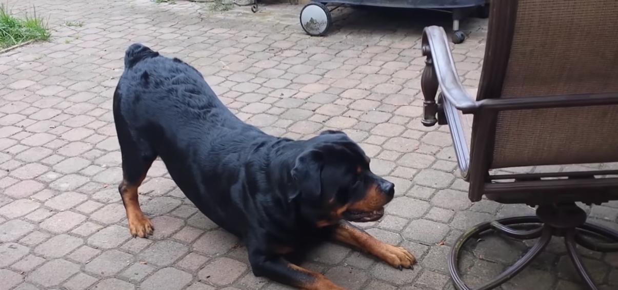  rottweilers