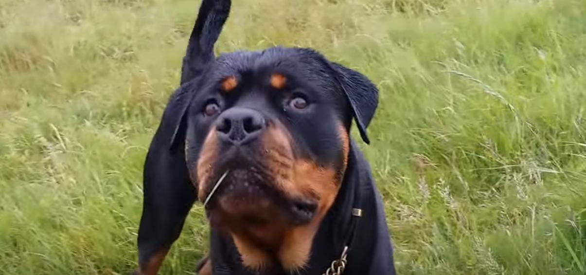  rottweilers