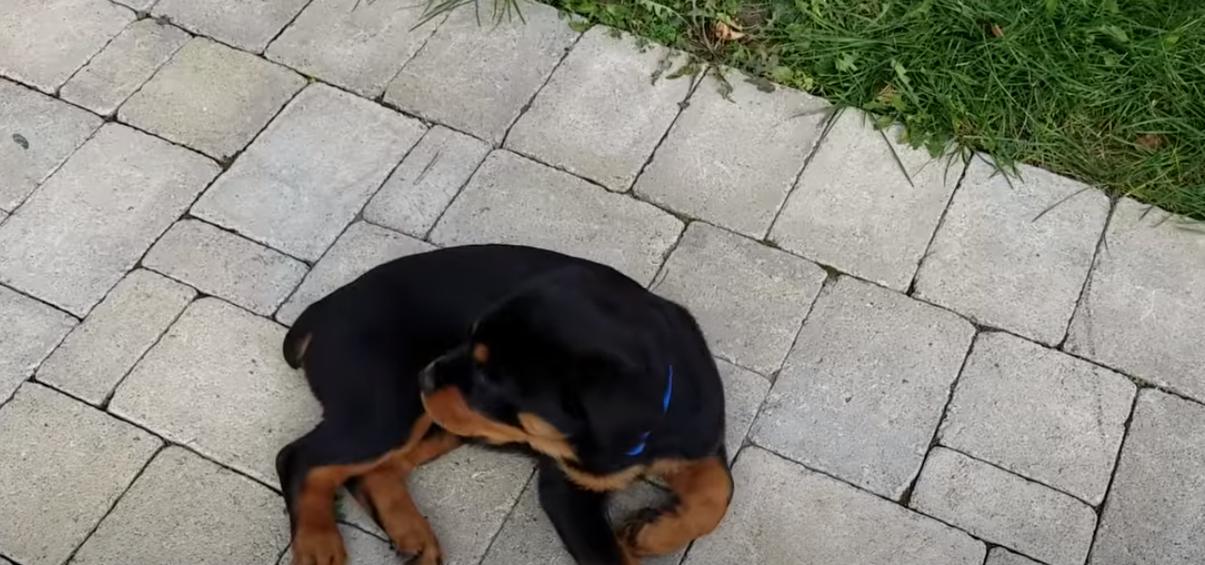  things rottweilers are scared of