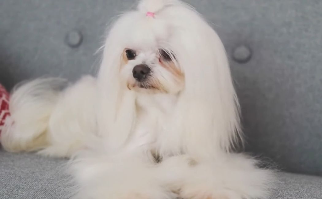 Why Do Maltese Eat Their Own Poop? (What You Should Know) AtractivoPets
