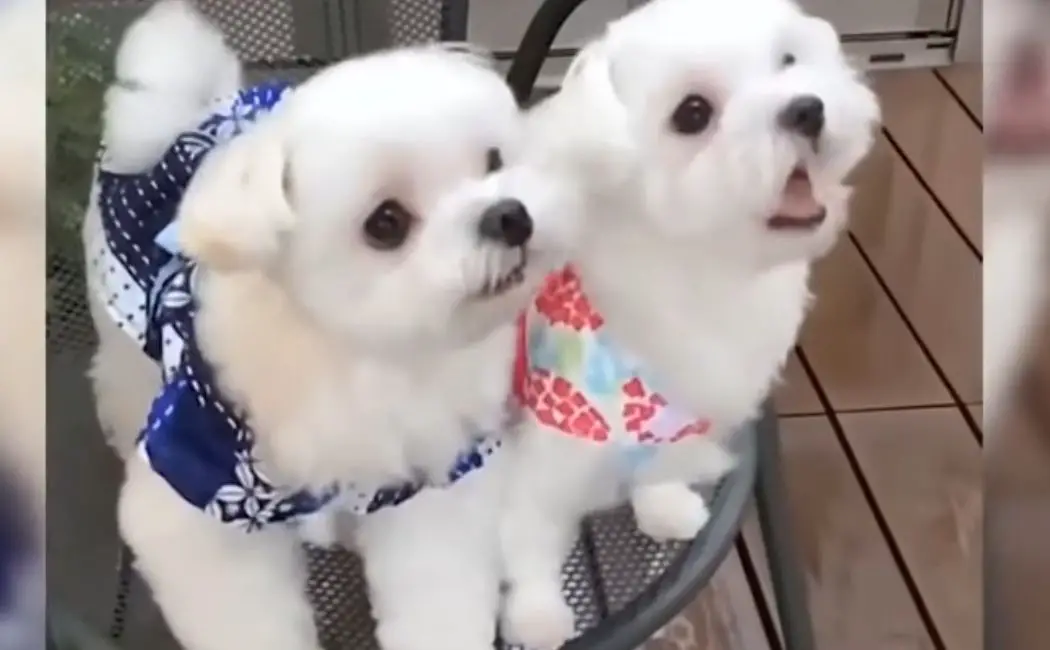 Why Do Maltese Lick Their Paws? (Explained) AtractivoPets