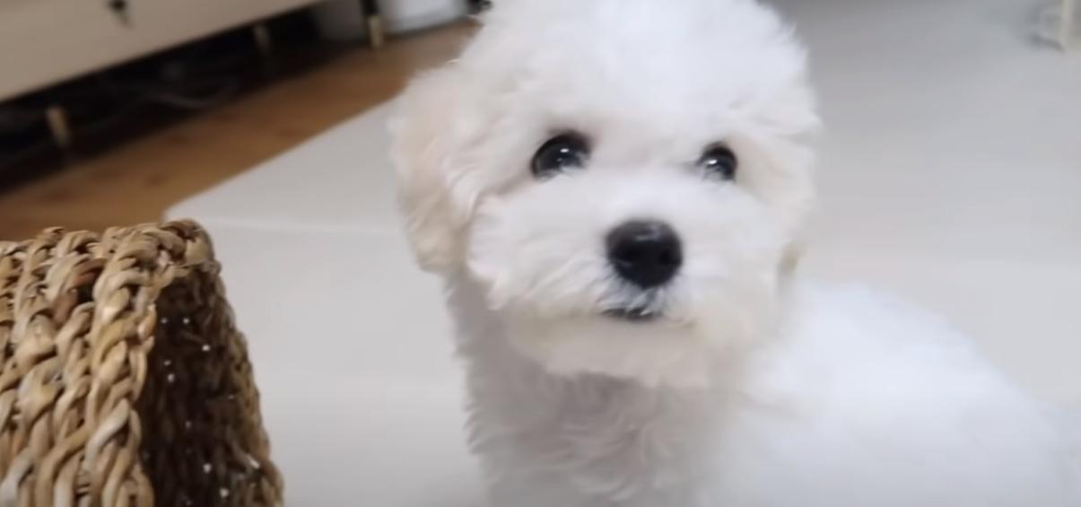 Why Are Maltese Puppies So Expensive? (Explained) AtractivoPets