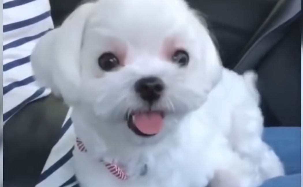 Why Do Maltese Have Tear Stains? (Answered) AtractivoPets