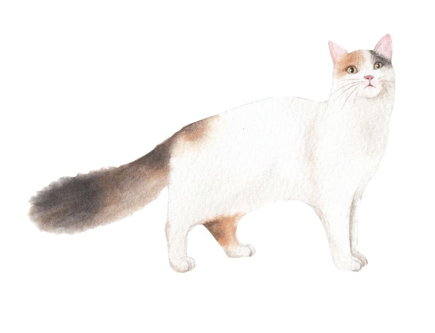 Devon Rex Cats: 10 Fun and Interesting Facts