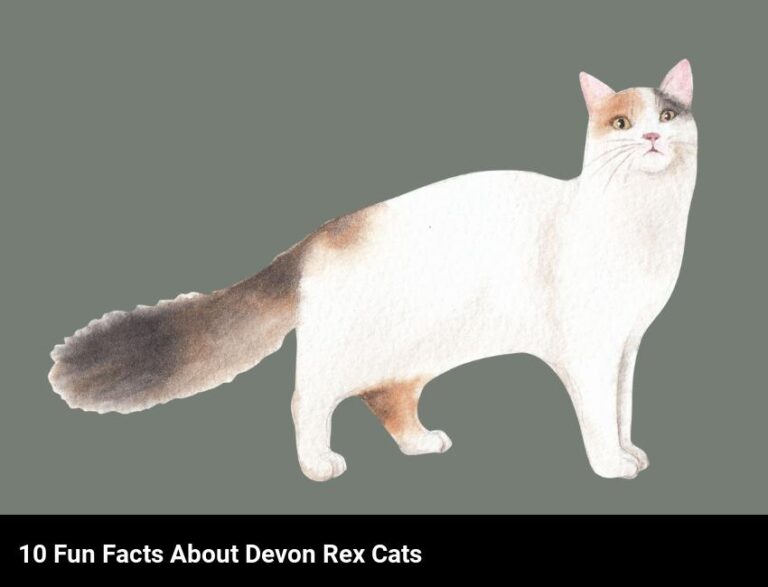 Devon Rex Cats: 10 Fun And Interesting Facts