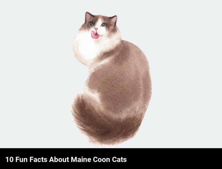 Maine Coon Cat Facts: 10 Fun And Interesting Things To Know