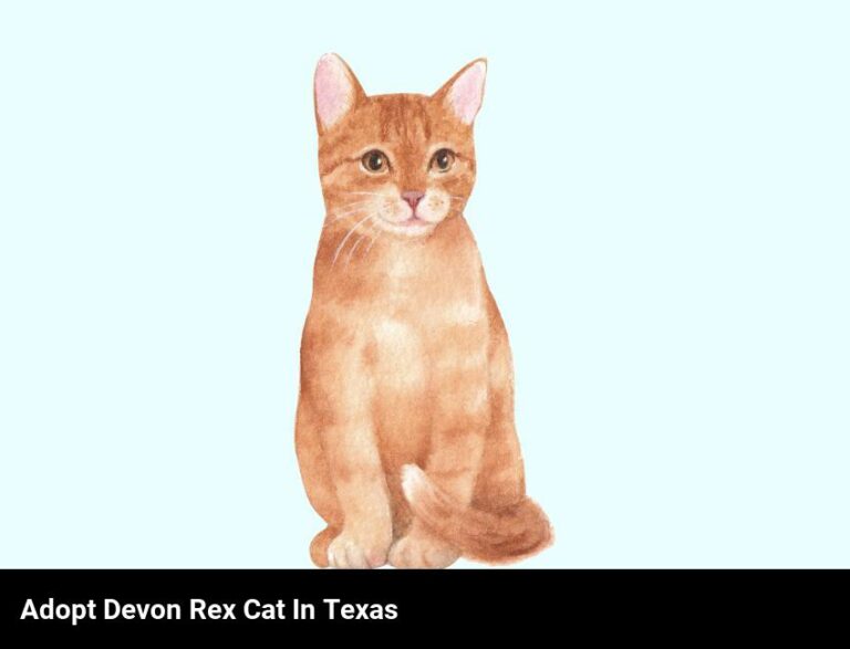 Adopt A Devon Rex Cat In Texas Today!