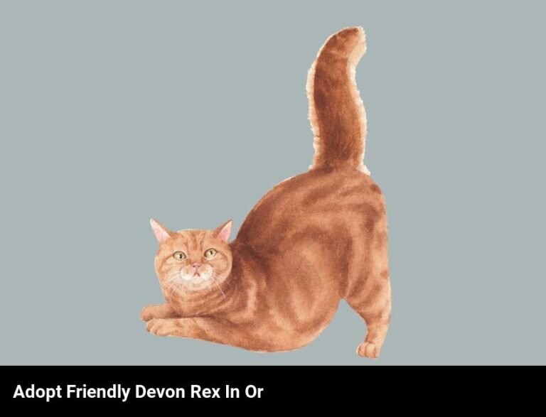 Adopt A Friendly Devon Rex Cat In Oregon