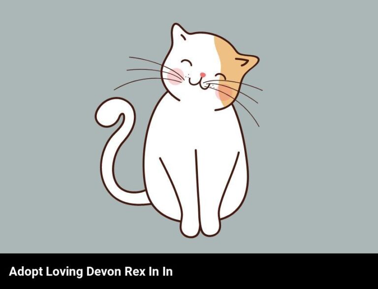 Adopt A Loving Devon Rex Cat In Indiana