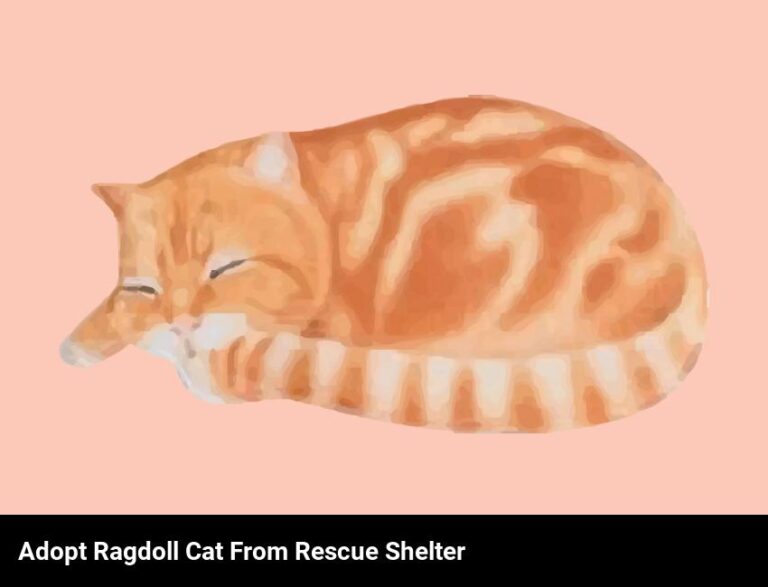 Adopt A Cuddly Ragdoll Cat From A Rescue Shelter