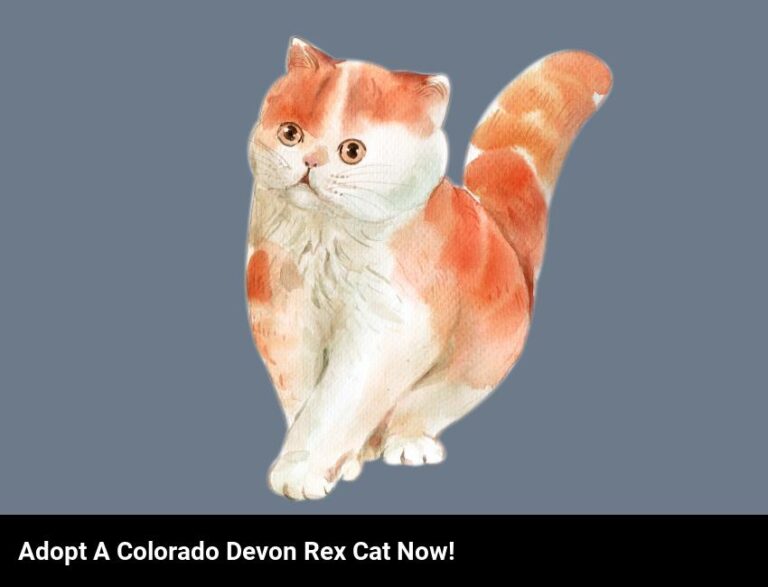 Adopt A Colorful Colorado Devon Rex Cat Today!