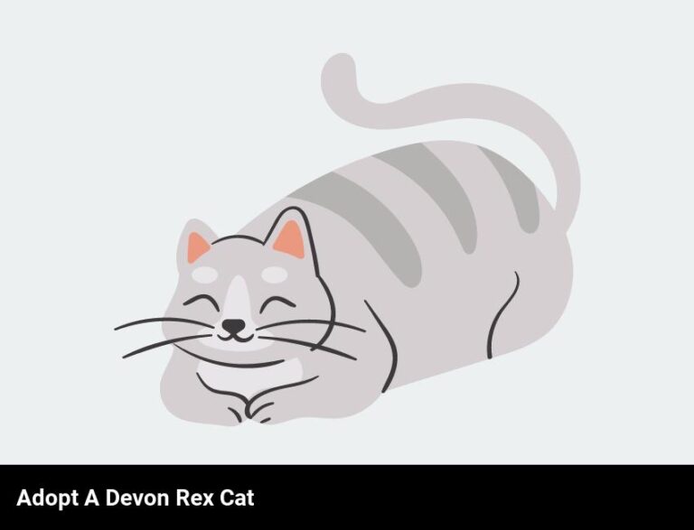 Adopt A Devon Rex Cat – Adorable Curly Whiskers!