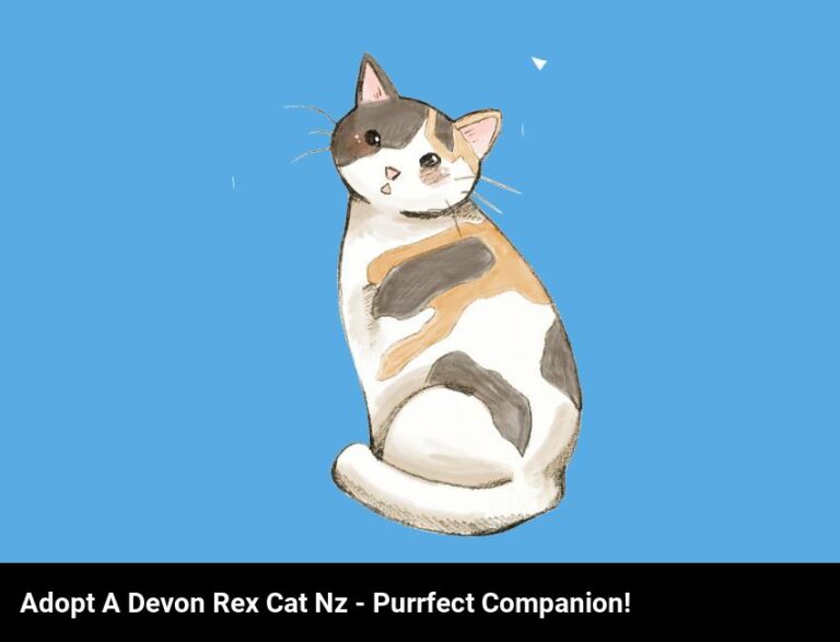 Adopt A Devon Rex Cat In New Zealand: A Purrfect Companion!