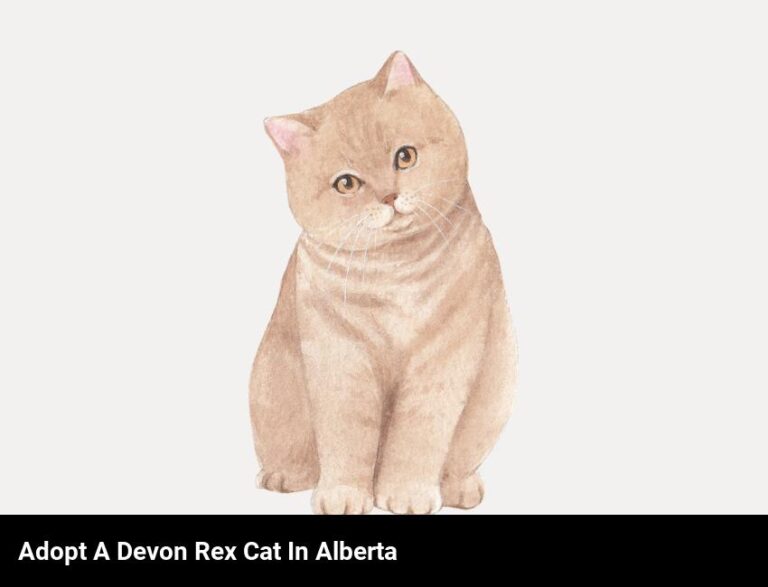 Adopt A Loving Devon Rex Cat In Alberta