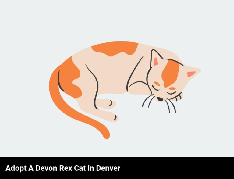 Adopt A Devon Rex Cat In Denver – Furrever Love Awaits!