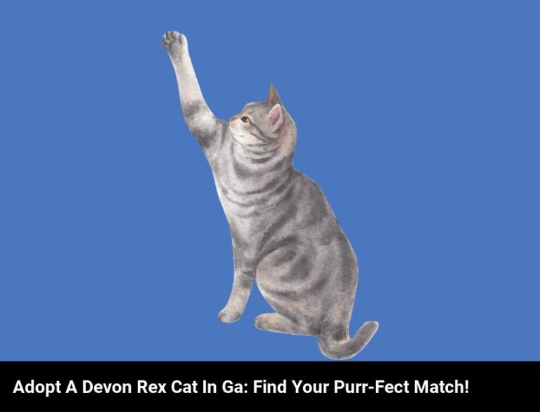Adopt A Devon Rex Cat In Georgia: Find Your Purr-Fect Match!