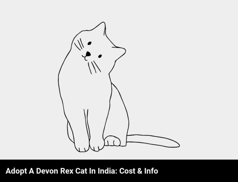 Explore The Cost Of Adopting A Devon Rex Cat In India
