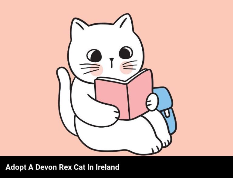 Adopt A Devon Rex Cat In Ireland – Fun And Playful Feline Companions