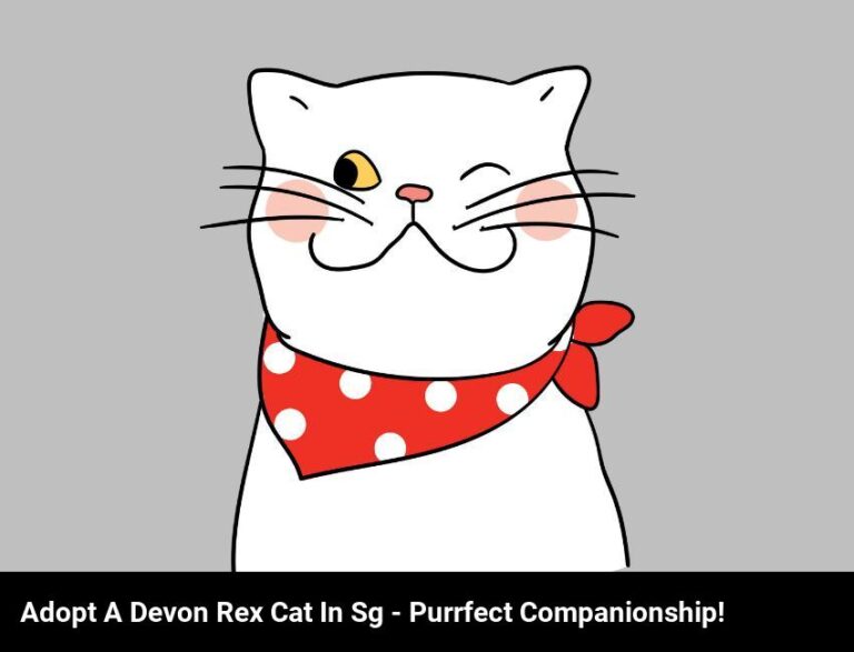 Adopt A Devon Rex Cat In Singapore – Purrfect Companionship Awaits!