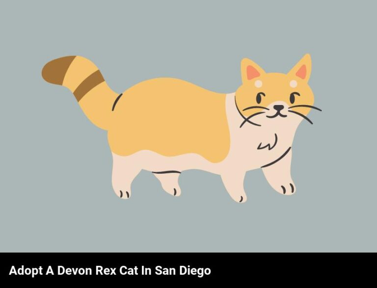 Adopt A Loving Devon Rex Cat In San Diego