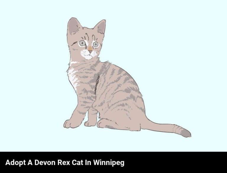 Adopt A Devon Rex Cat In Winnipeg: Get A Cuddly Companion Today!