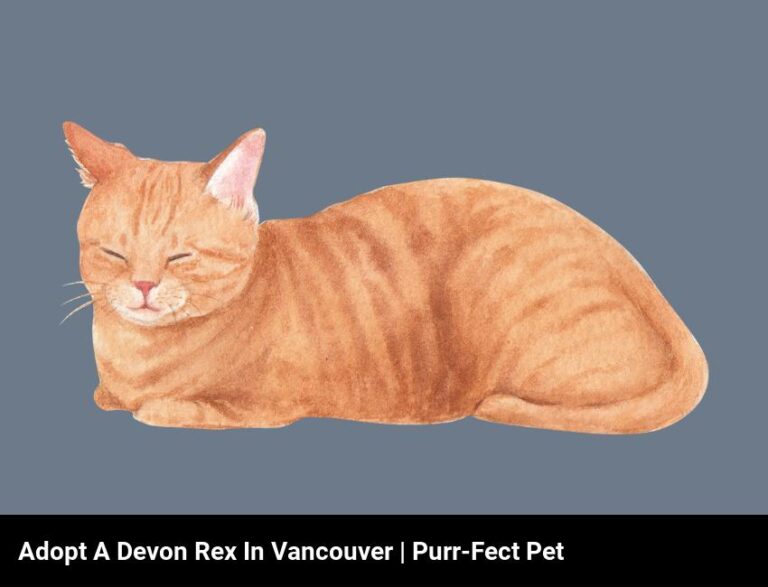 Adopt A Devon Rex Cat In Vancouver | Purr-Fect Pet For Your Home