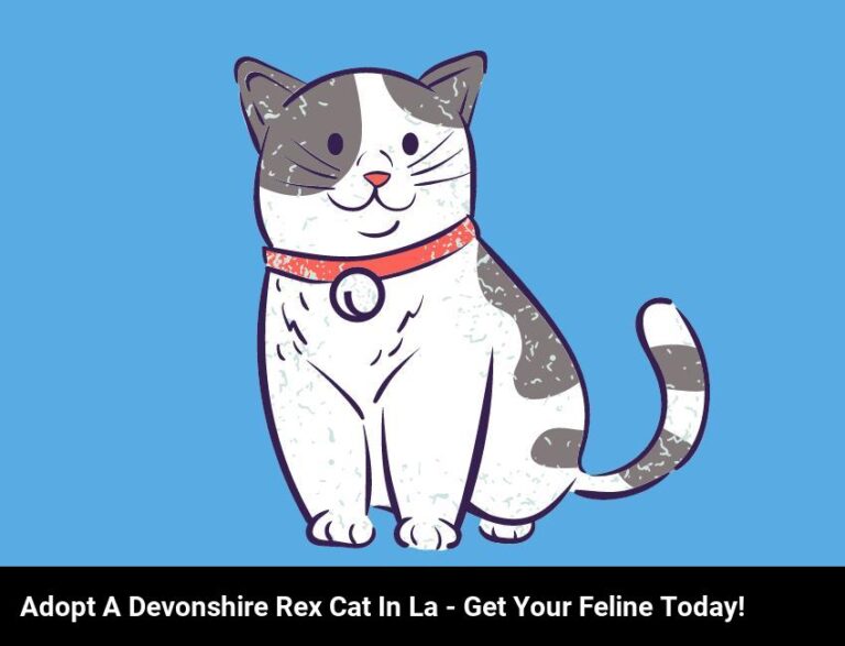Adopt A Devonshire Rex Cat In Los Angeles – Get Your Cuddly Feline Today!